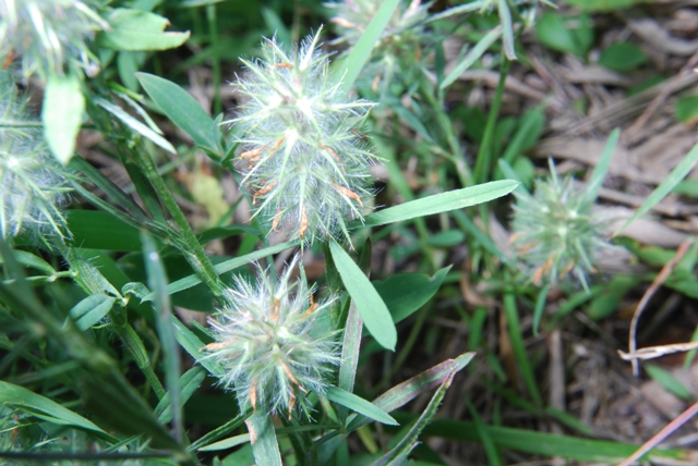 Trifolium angustifolium